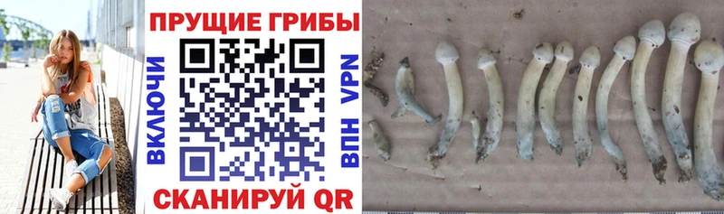 где купить   Абаза  Галлюциногенные грибы Psilocybe 